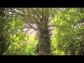 Jennifer Lynn from The Voice of Holland - "Six ...