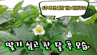 @딸기코팜 장식하고 두달만에 첫 출하 가능할까??