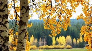 Fall Foliage at Black Butte Ranch Oregon 4K UHD