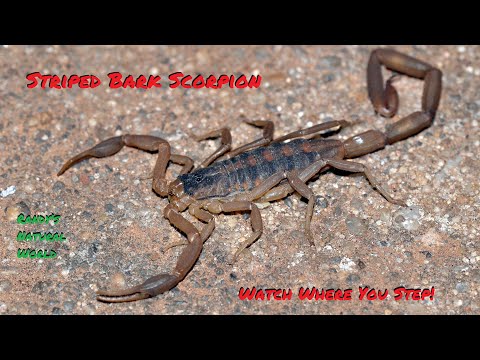 Škorpión kôrový (Centruroides vittatus) — video o chove a starostlivosti