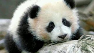 Panda Bear - (Instrumental)