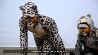 Let a snow leopard cub's wish come true Eng subtitle