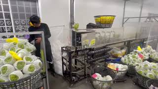 鳳梨釋迦救星 改良場整合3機器讓粉介殼蟲無所遁形