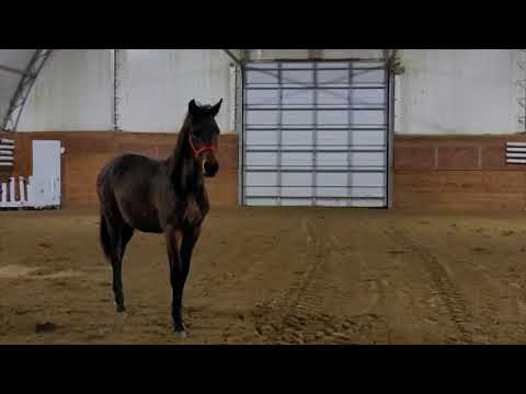 2020 gelding - Maxwell Smart Morricone/Rousseau in 2021