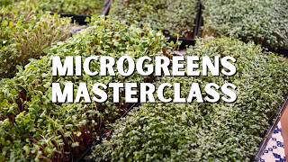 Grow Microgreens from Start to Finish - A Complete Guide