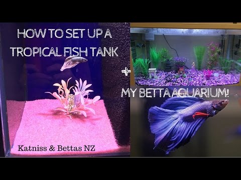 How To Set Up A Tropical Fish Tank + My Betta Aquarium | Katniss and Bettas NZ