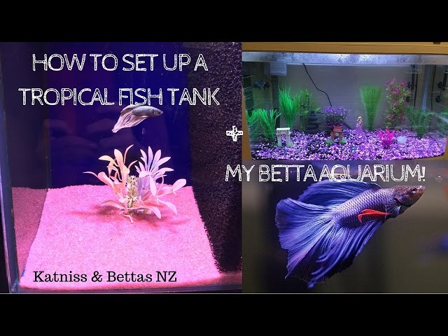 How To Set Up A Tropical Fish Tank + My Betta Aquarium | Katniss and Bettas NZ