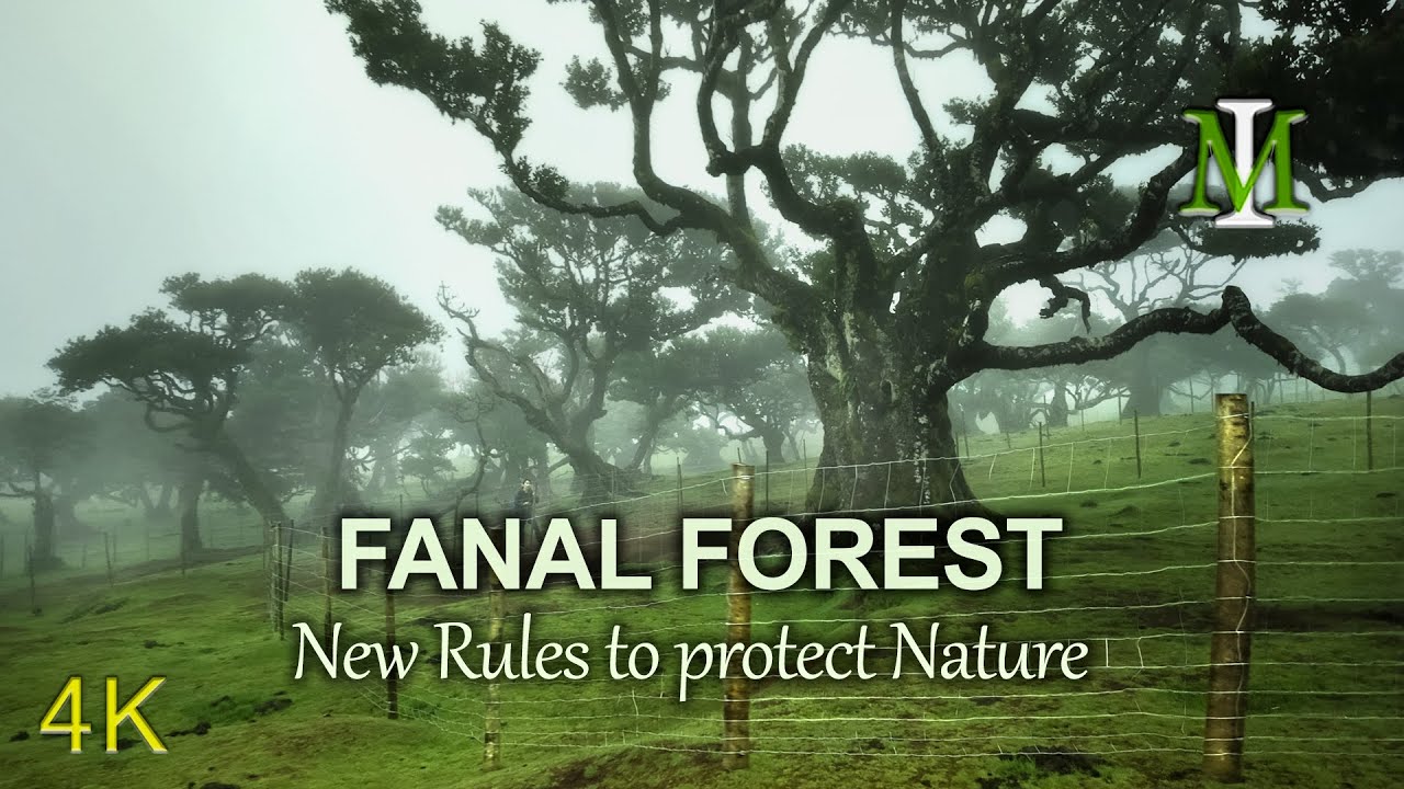 Experience a virtual tour of Fanal Forest.
