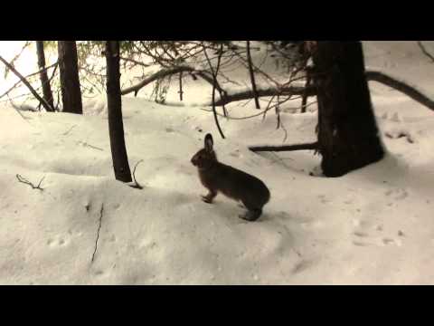 Rabbit, Winter, Cascades. Кролик, зима, 