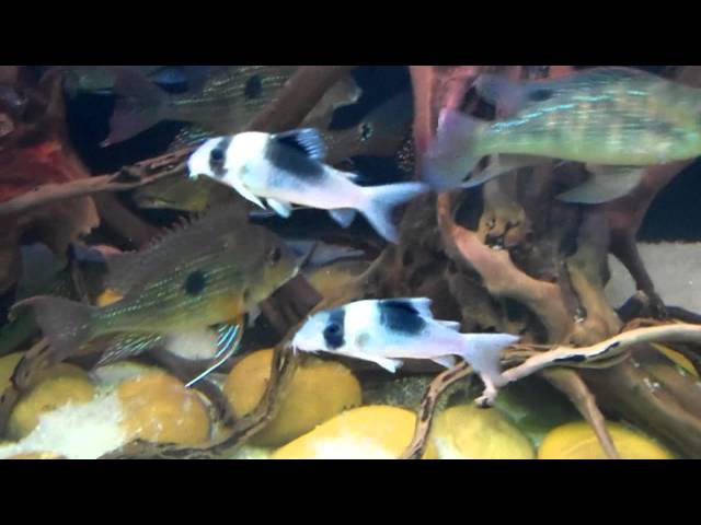 Corydoras CW051 Courting