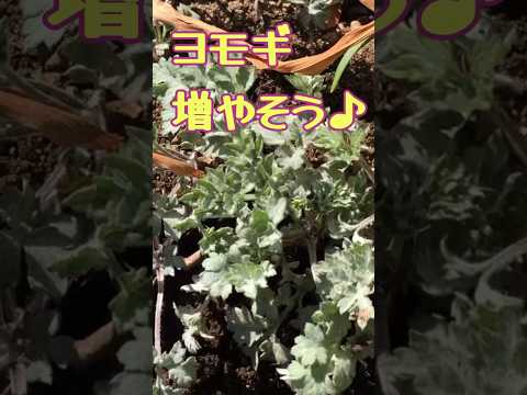 園芸 よもぎ