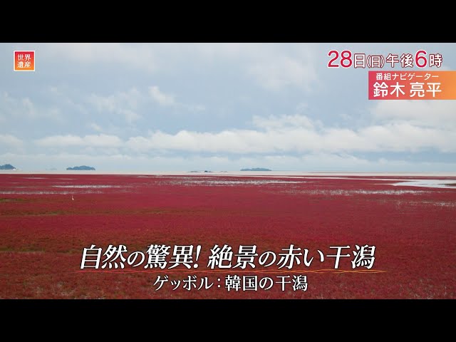 世界遺産「自然の驚異！絶景の赤い干潟」🈖🈑🈓