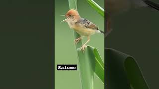Download lagu Burung Cici padi kepala merah atau jg di sebut burung Salome #birds #burung #birds  mp3