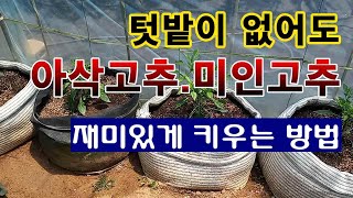 [텃밭농부 1,459]  텃밭이 없어도 아삭고추, 미인고추를 재배하는 방법. #아삭고추재배 #미인고추재배