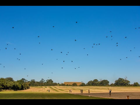 Early Season Partridge at Home Farm Shooting, Cainhoe Manor.