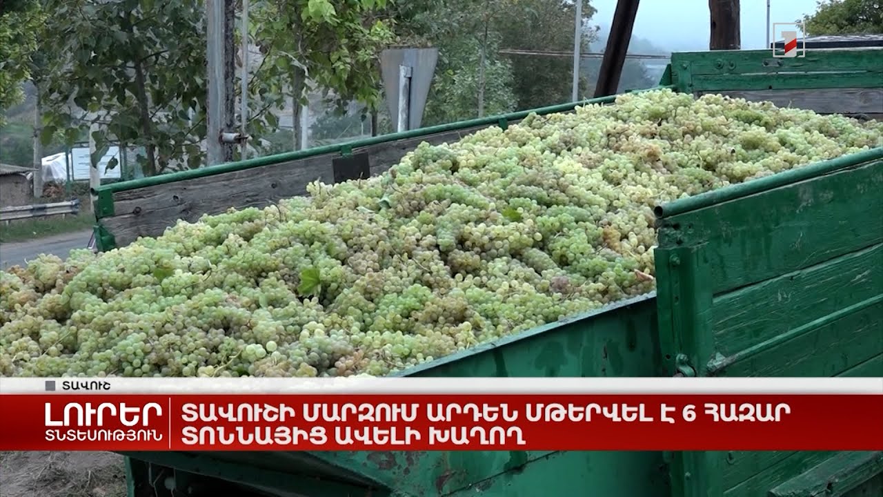 Տավուշի մարզում արդեն մթերվել է 6 հազար տոննայից ավելի խաղող