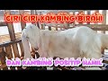 Ciri Ciri Kambing Birahi Dan Positip Hamil Muda