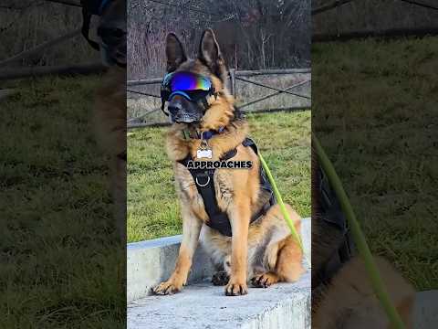 Joe Rogan On German Shephard vs. Belgian Malinois
