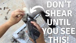 How to Shear Show Lambs for Beginners CRUCIAL STEPS | Lambs and Rams #17