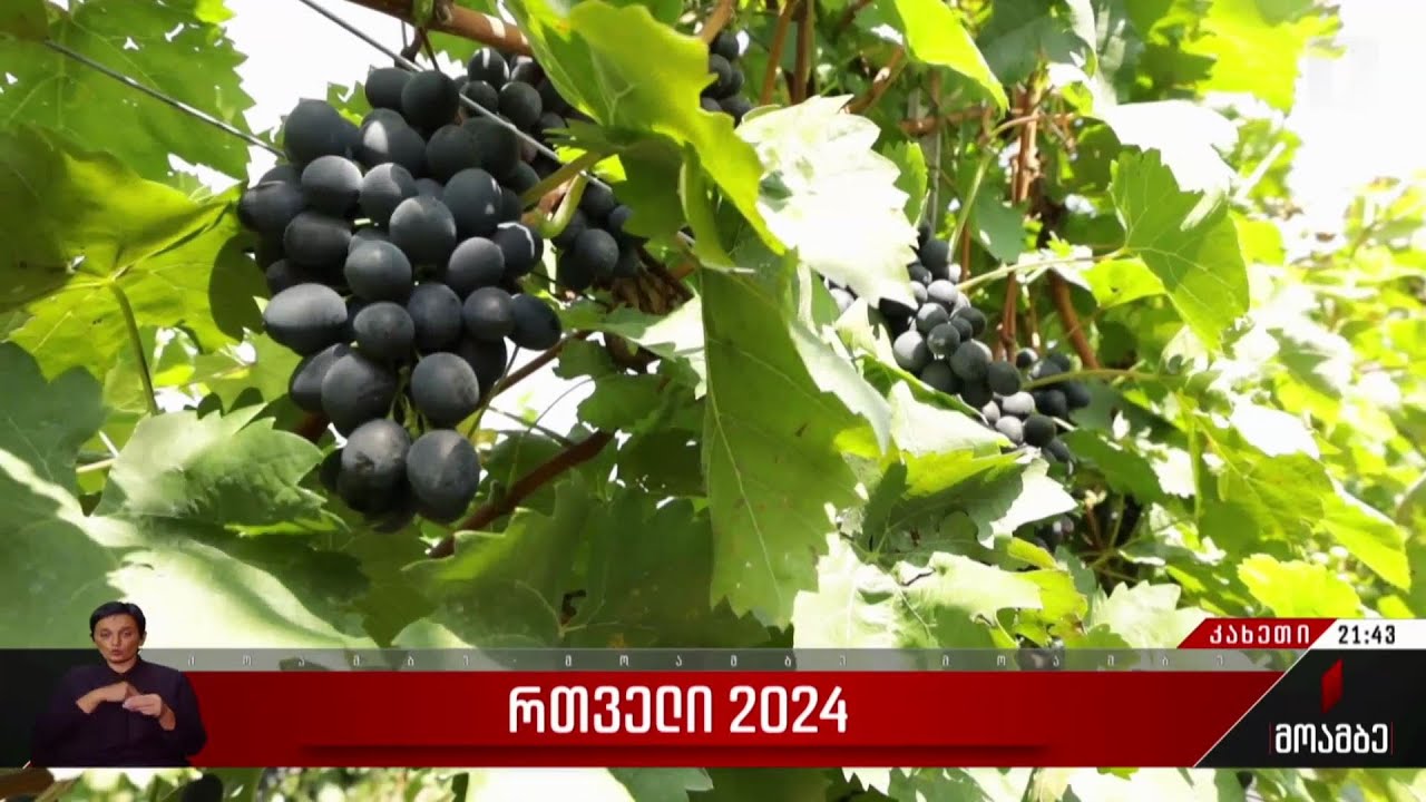 რთველი 2024