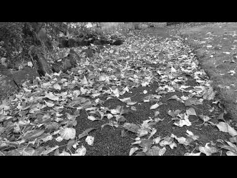 Red dead redemption 2 freedom