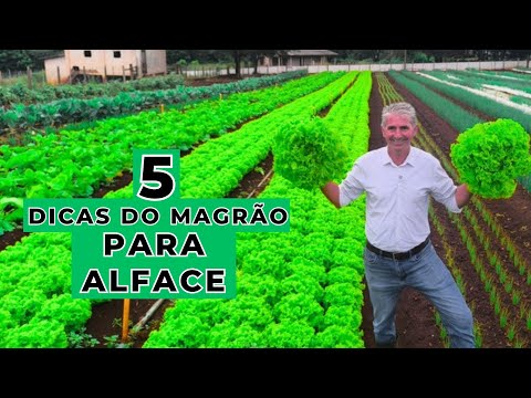 ALFACE - 5 DICAS PARA MELHORAR SUA PRODUÇÃO