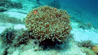 preview picture of video '2 Clownfish at Home Talicud Island Davao April 2012.wmv'
