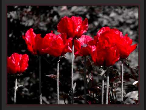 Sektor Gera - красный мак - Red poppy