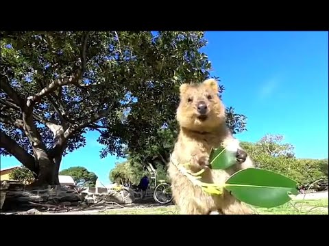 クアッカワラビー のサムネイル
