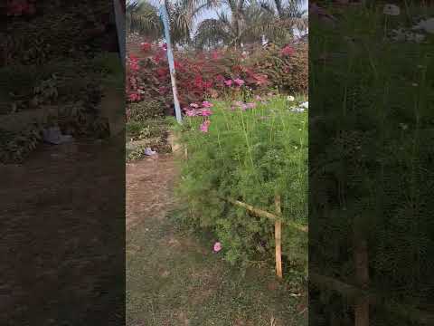 Positivity #flower #Parimal Kanan#funny