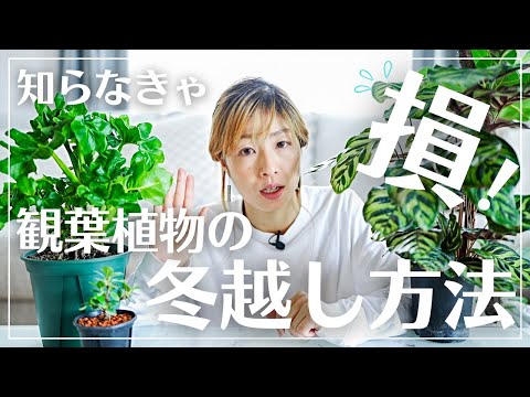 冬にディプラデニアをケアするにはどうすればよいですか？植物の美しさを保つためのヒント  庭園