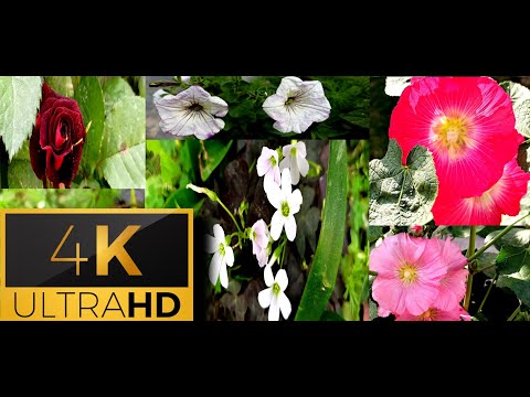 4K Video Ultra HD  flowers Best Video