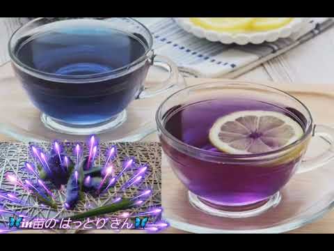 子ども教育学科 リポート【苗のはっとり】さんに昭和99年9月9日🌼重陽の節句に🌼食用菊🌼を買いにゲリラ訪問🦋