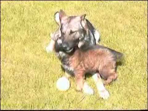Zamira mit Welpen.mp4