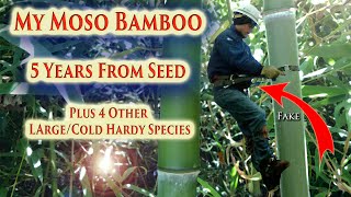 My Bamboo Grove is Getting BIG! | 2020 Annual Update