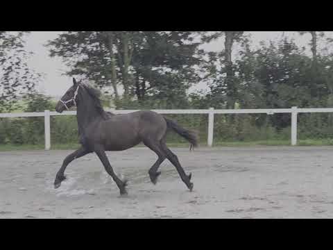 Stal Okkema's Mickey - Tymen x Aan - stallion - 2020