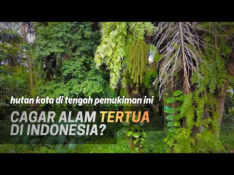 DEPOK NATURE RESERVE: Remnants of an Ancient Forest in the Midst of Urban Areas