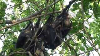 Zanzibar Life: Fruit Bats