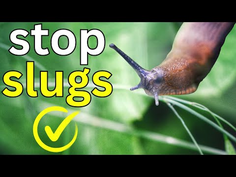 5 Simple Ways To Stop Slugs Eating Your Plants
