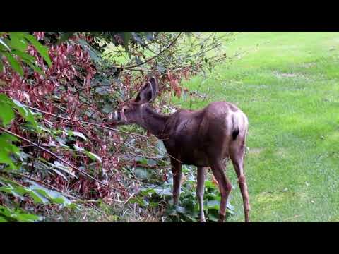 SX Bear Hunt & Essex Deer Hunt