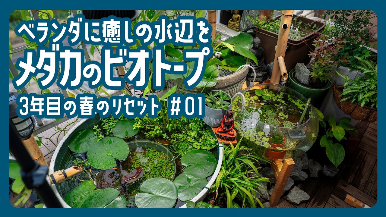 【メダカのビオトープ/01】春のベランダに癒しの水辺を｜3年目の水替え・株分け手順と冬越したメダカたちの様子