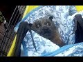 Rescuing A Flying Fox Hanging Low This Is Betty