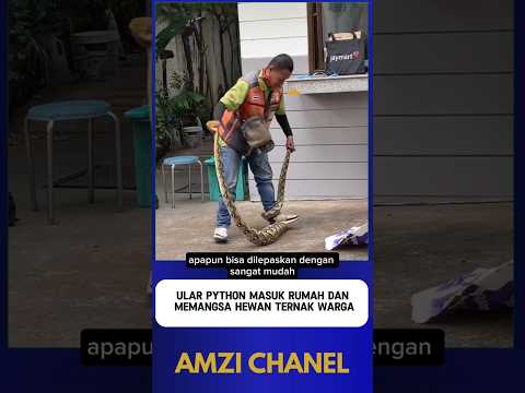 ULAR PYTHON MEMANGSA HEWAN TERNAK WARGA