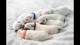 Healing BGM： Relax with dog photos music　癒しBGM  かわいい犬の写真