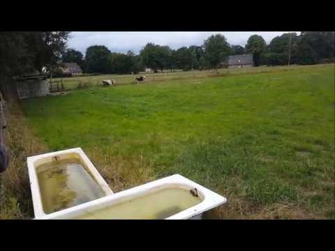 Jungrind läuft gegen Zaun| Rinder toben auf der Weide