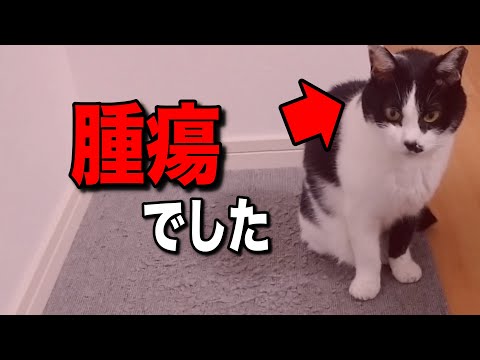 猫の肥満細胞腫瘍 - 症状、治療、予後