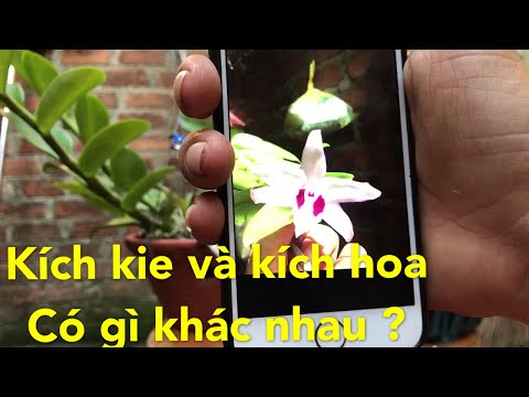 LÀM KIE TRÊN THÂN VÀ KÍCH HOA HIỆU QUẢ CAO