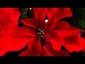 CHRISTMAS PARANG SOCA PARTY MIX. DJ.Johnny 