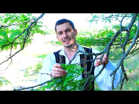 ALEXANDRU PATRASCU - Canta puiul cucului (Cover IRINA LOGHIN)