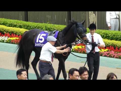 レッドアンシェル　in　 東京競馬場　at 2017.05.07. NHKマイルカップ（ＧⅠ）＃４